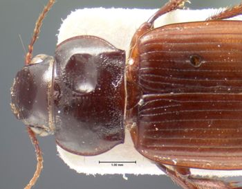 Media type: image;   Entomology 5666 Aspect: pronotum dorsal